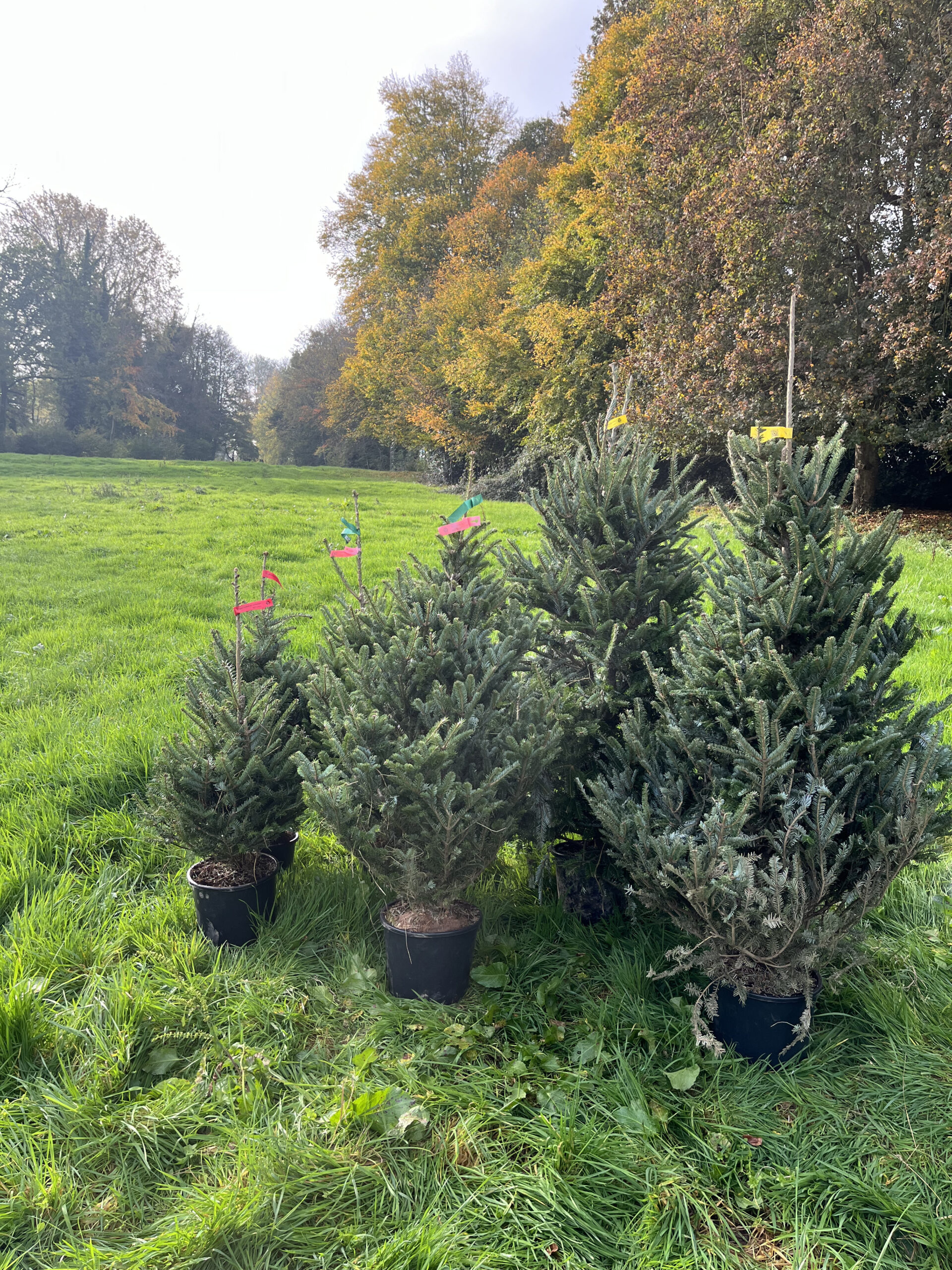 Louer son sapin de Noël, est-ce vraiment plus écolo ?