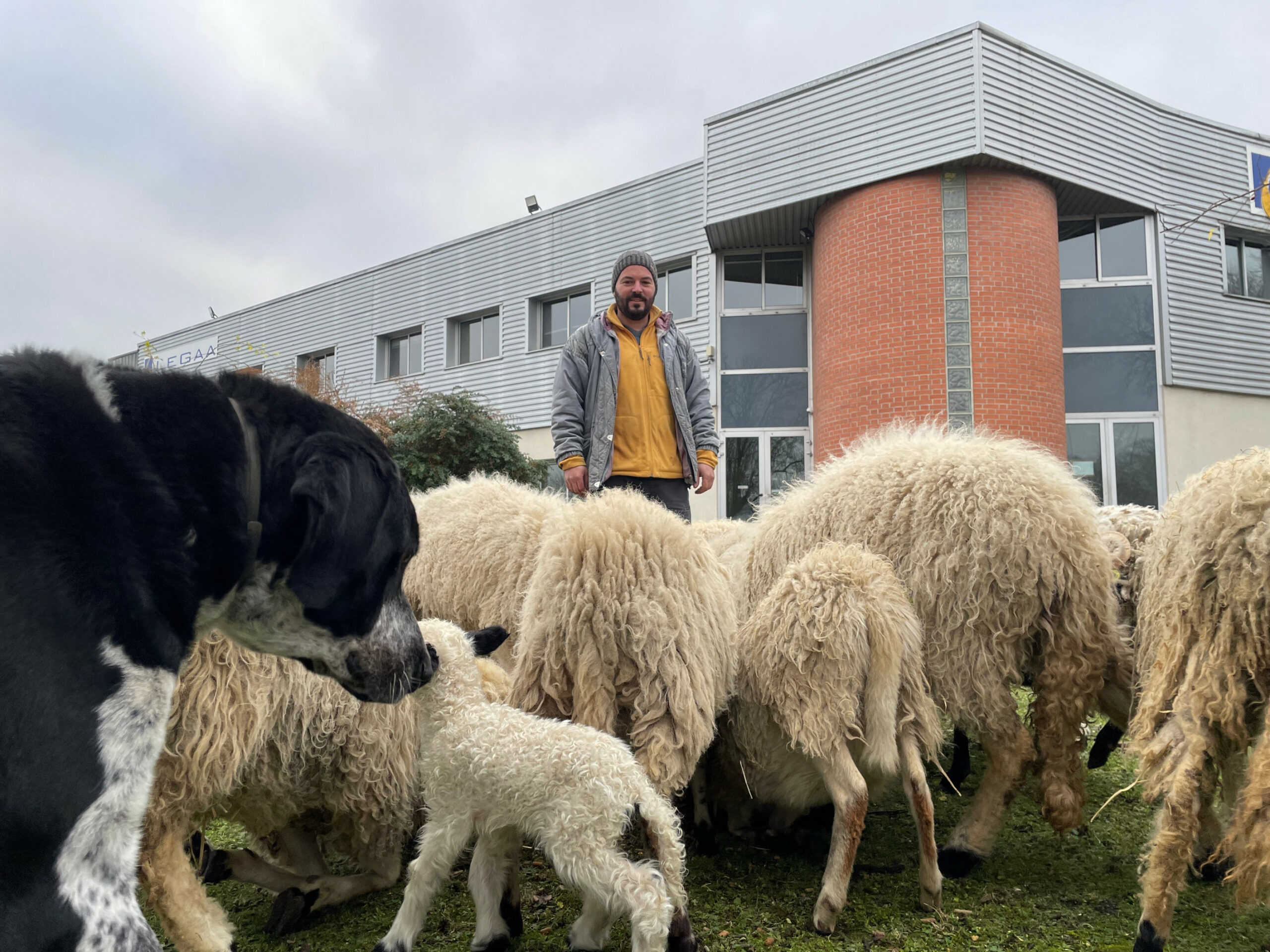 Alexandre, fermier sans ferme à la ville