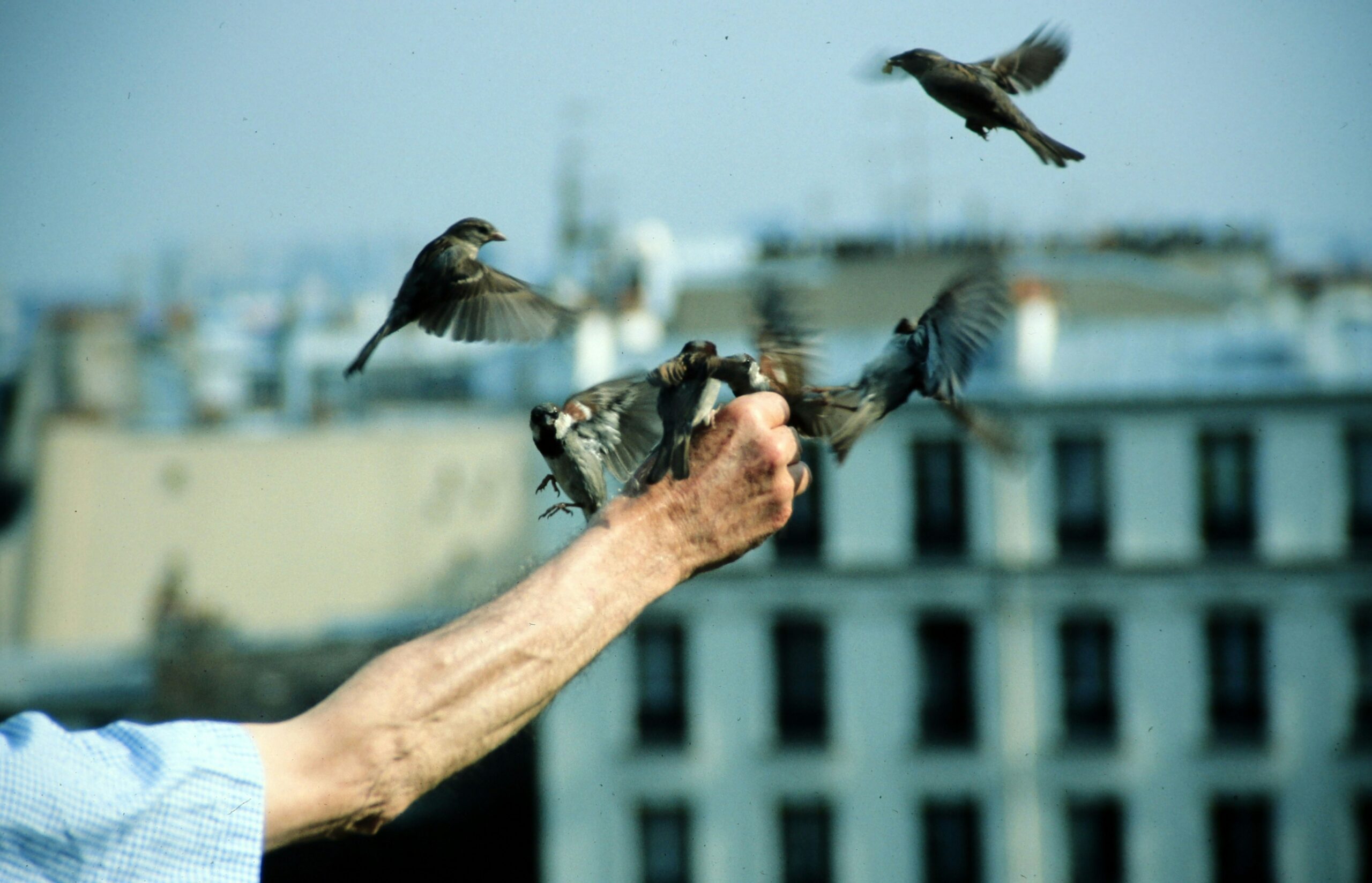 À Paris, des « quartiers moineaux » pour faire revenir les oiseaux en ville